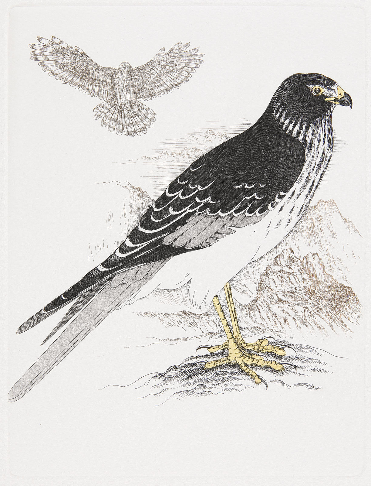 Oiseaux endémiques des îles Mascareignes
