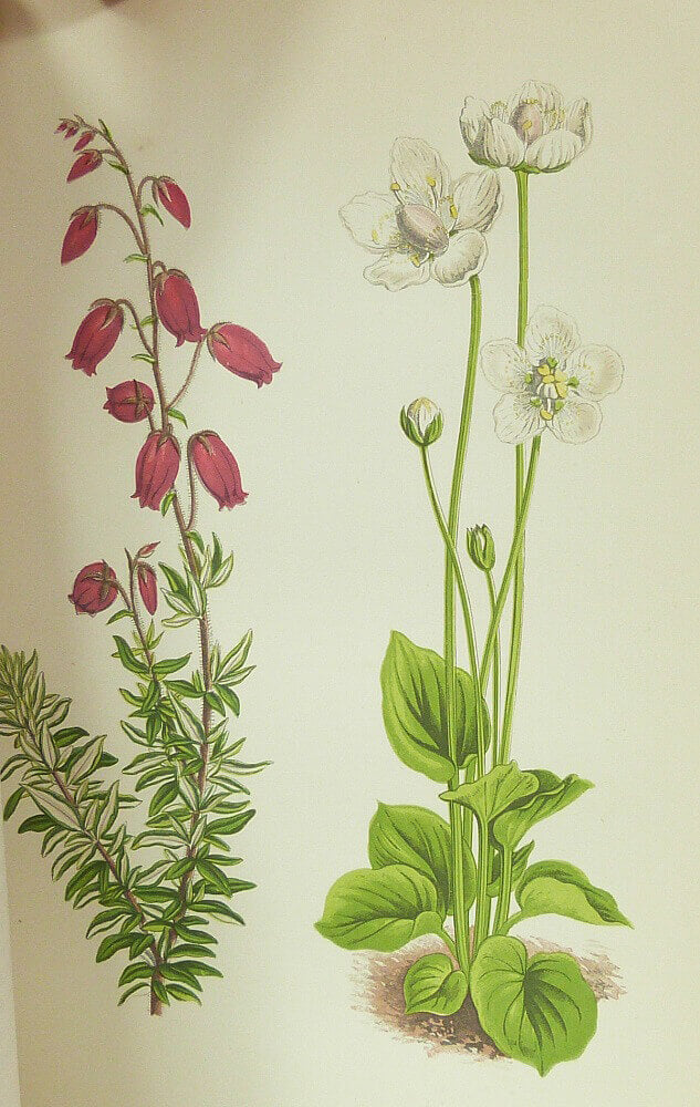 Alpine Plants.