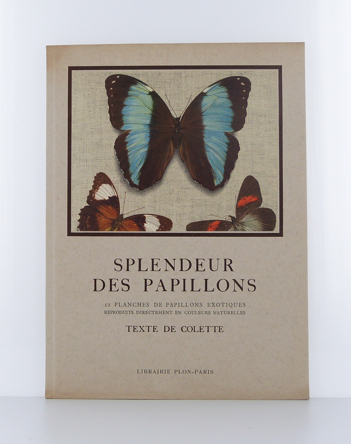 Splendor of Butterflies