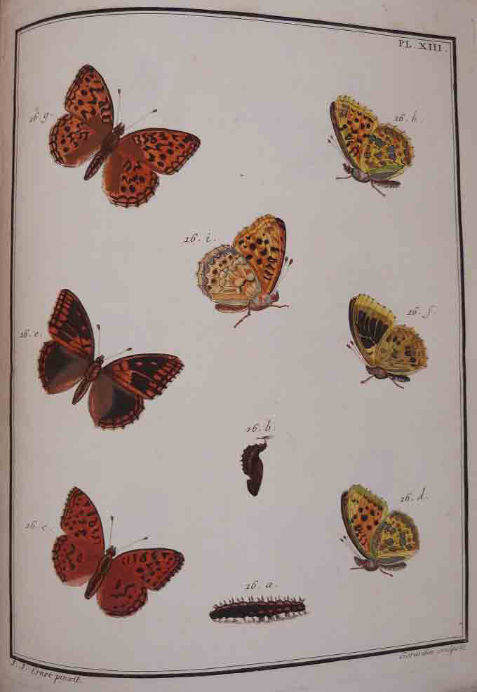 Papillons d'Europe peints d'après Nature par M. Ernst gravés et coloriés sous sa direction
