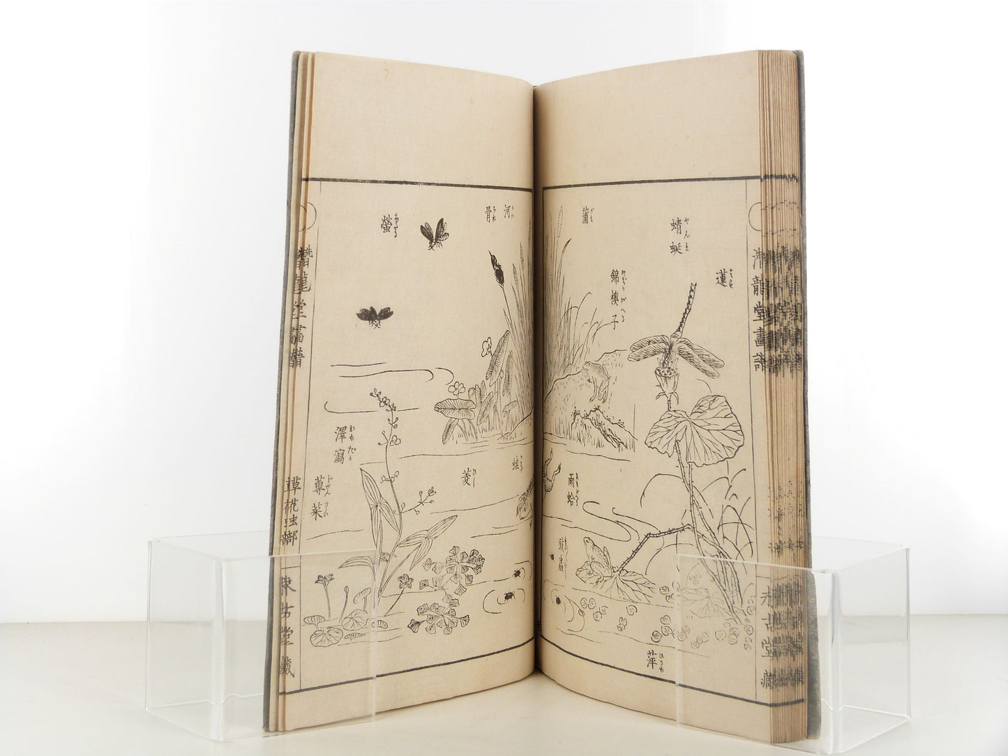 Senryudo gafu - Album de dessins de plantes sauvages et d'insectes - Estampes Edo