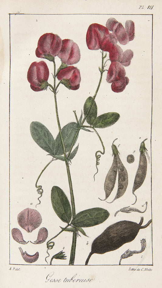 Les Plantes à feuillage coloré.