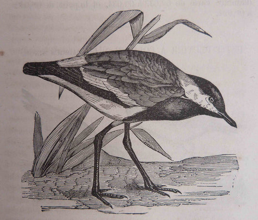 Les noms des oiseaux expliqués par leurs moeurs