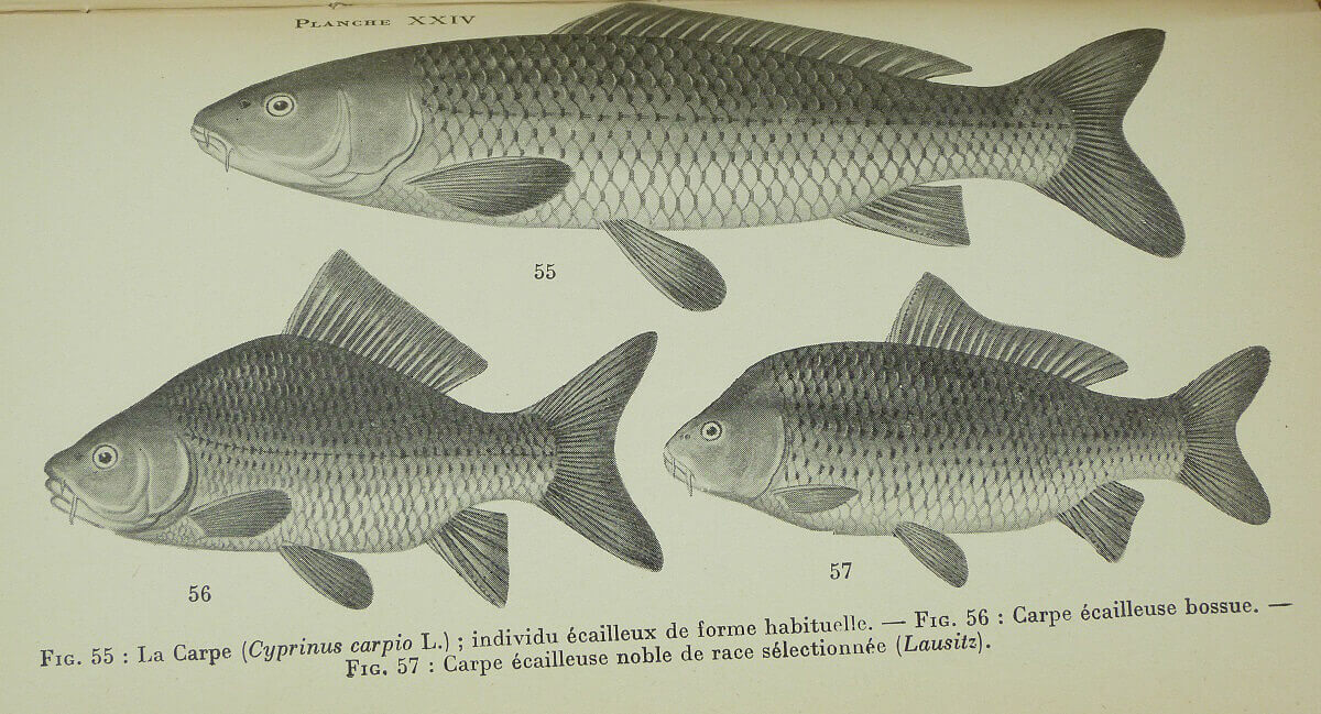 Les poissons des eaux douces de la France [Suivi de] Biologie des poissons