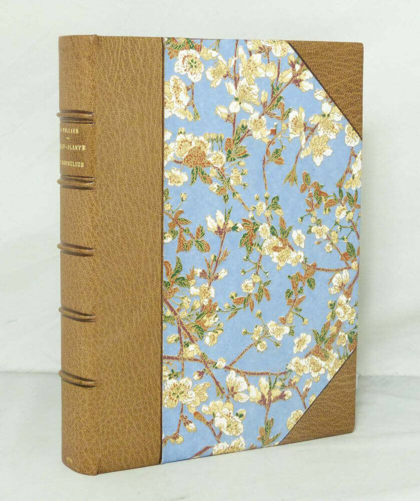 Belle-plante et Cornélius.