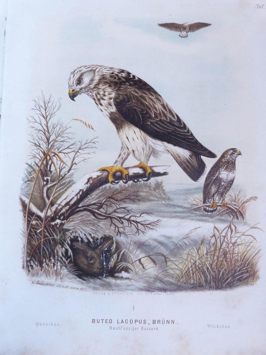 Die Raubvögel Deutschlands und des angrenzenden Mitteleuropas
