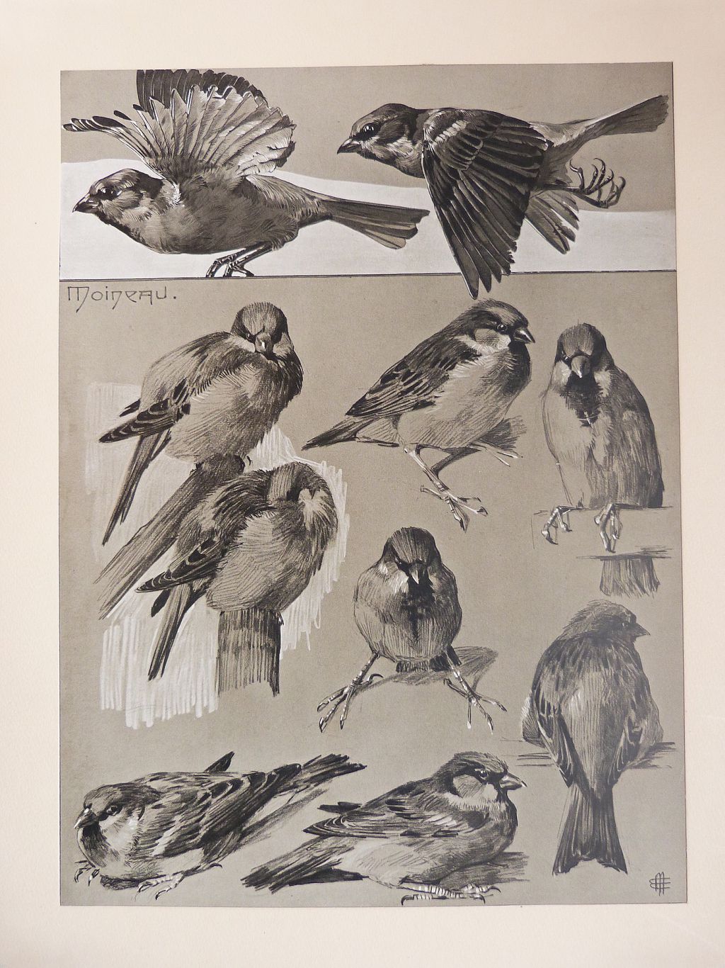Études d’animaux.