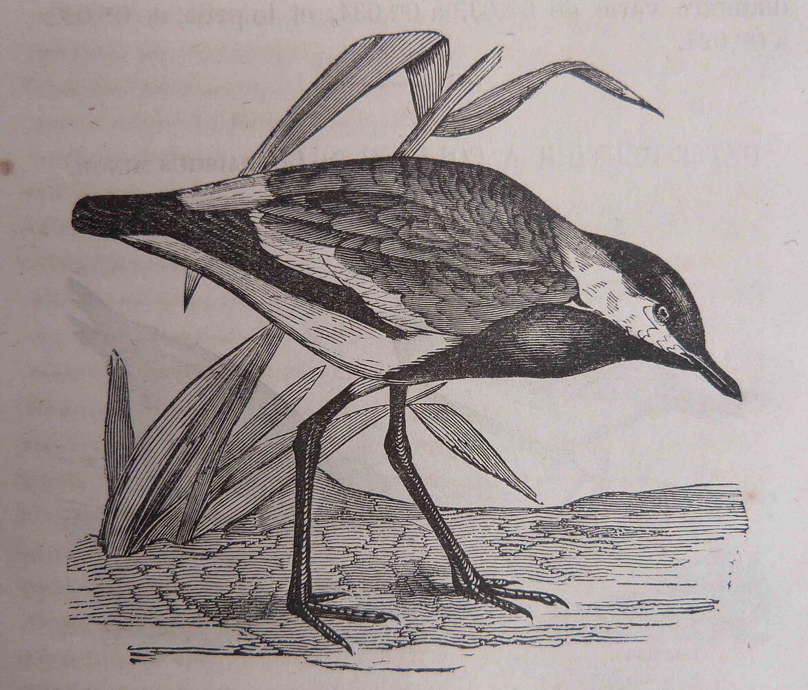 Les noms des oiseaux expliqués par leurs moeurs