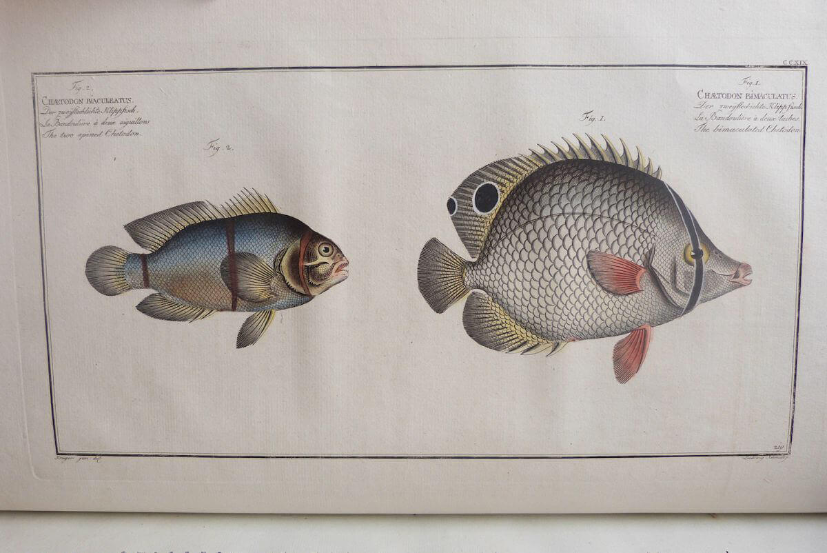 Ichtyologie, ou histoire naturelle générale et particulière des poissons 