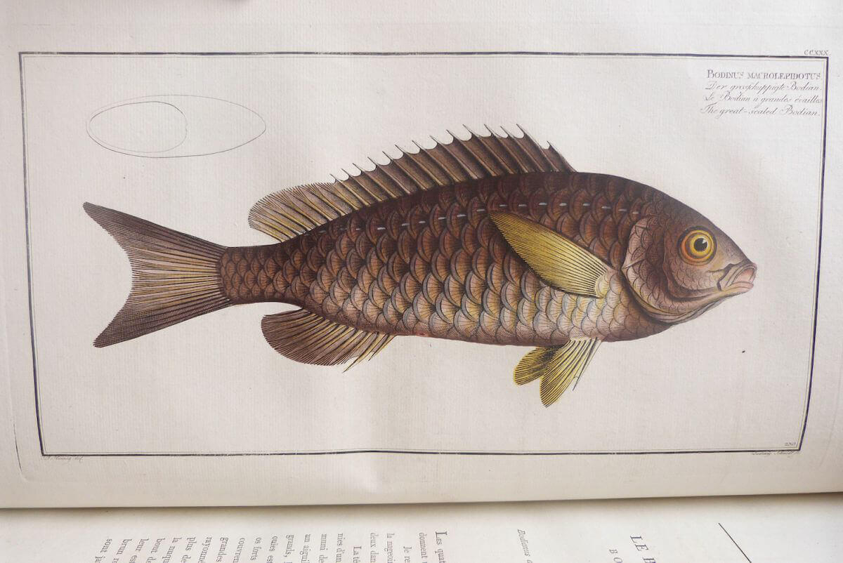 Ichtyologie, ou histoire naturelle générale et particulière des poissons 