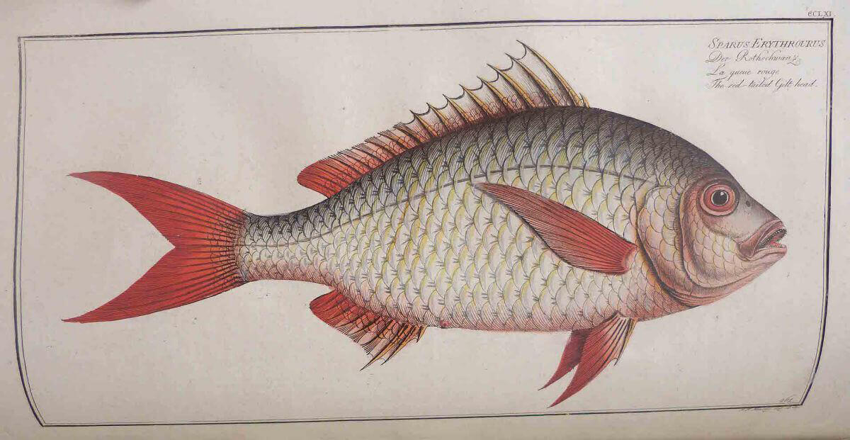 Ichtyologie, ou histoire naturelle générale et particulière des poissons 