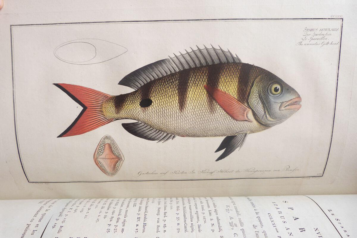 Ichtyologie, ou histoire naturelle générale et particulière des poissons 