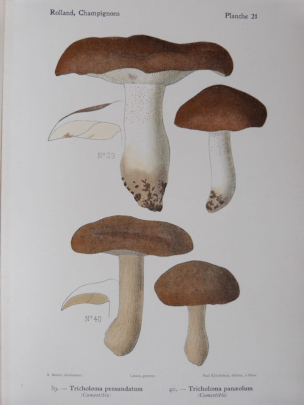 Atlas des champignons de France,