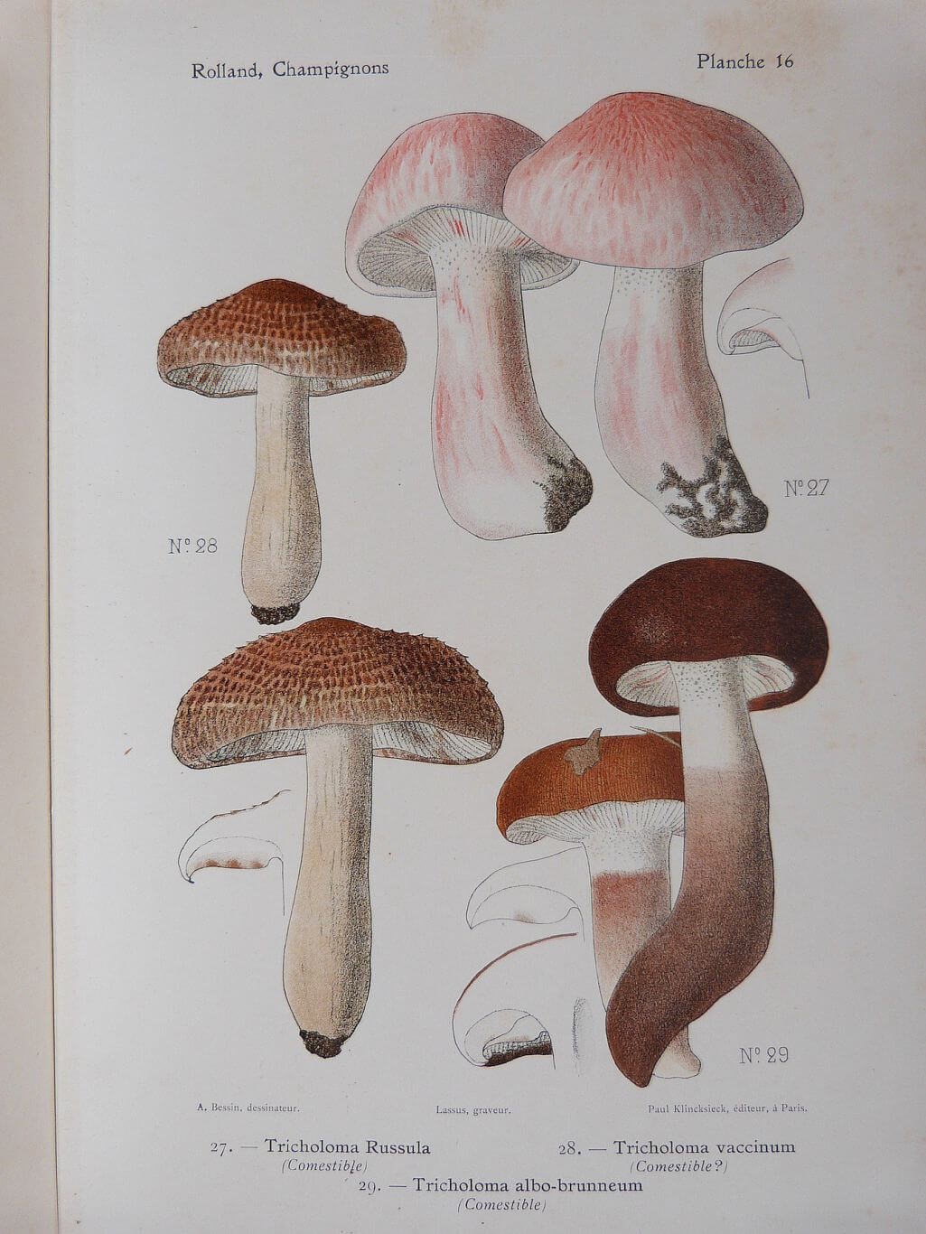 Atlas des champignons de France,
