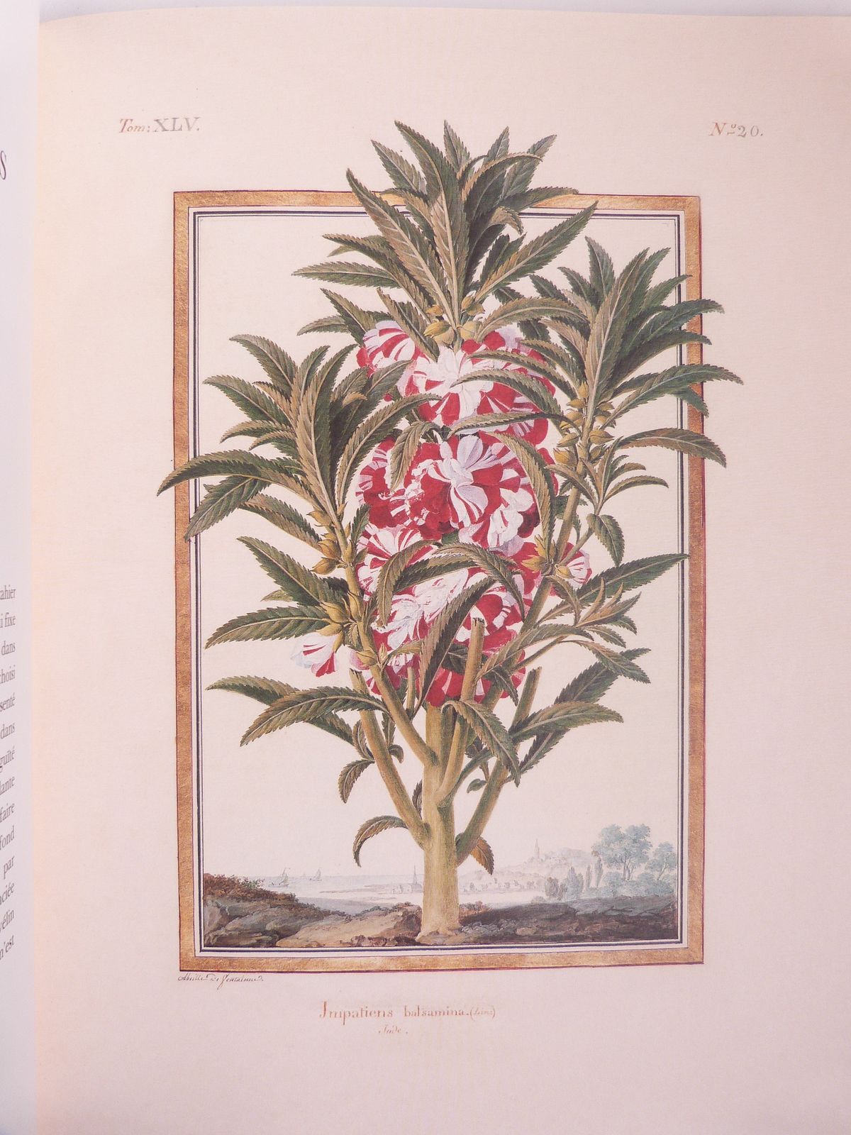 Les vélins. La science et la beauté.
